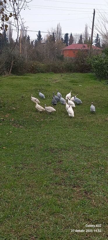 1 aylık doberman: Məhsul: Hind toyuqları – Qvineya quşları (keçilər) Təsvir: - Təbii — 4