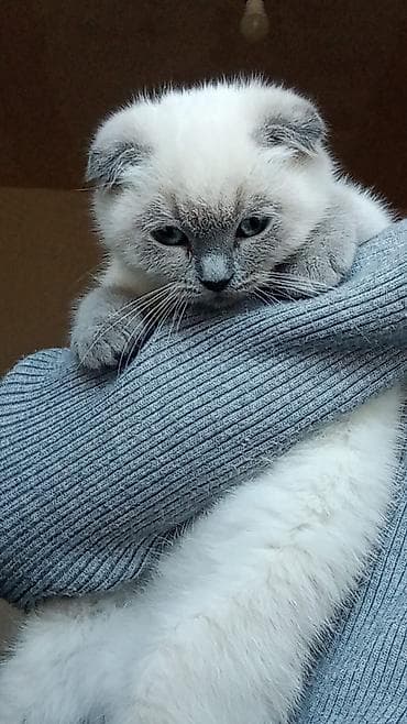 Akvariumlar: Şotland — 7