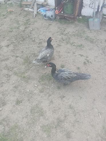 Lal ordey iki fere Macar 25manat bir yerli erkey 30manat iki erkey