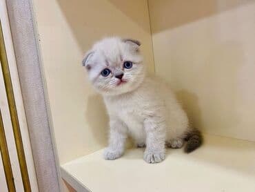 ev pişiy: Şotland, Erkək, Dişi, Yaxşı əllərə, Ünvandan götürmə, Pulsuz çatdırılma, Ödənişli çatdırılma — 4