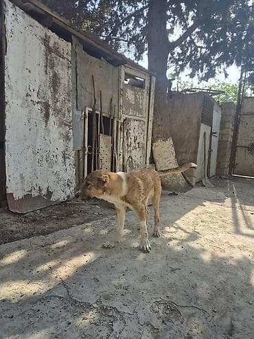 5 ay, Dişi, Peyvəndli, Ünvandan götürmə