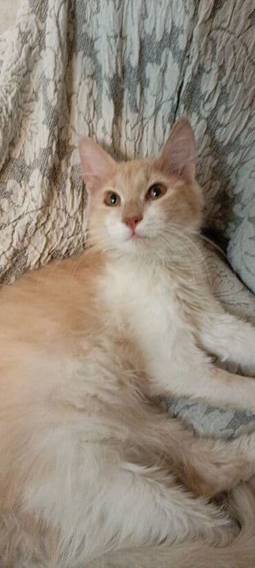 отдам в добрые руки: Ванская, Самец, В добрые руки, Самовывоз — 3