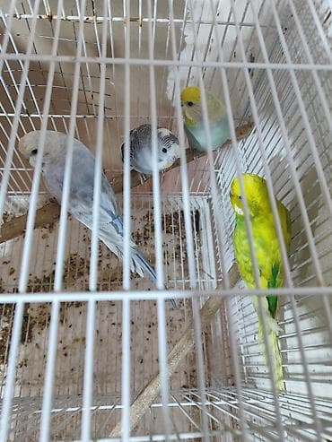 qus satisi: Hazır erkək və dişi quşlar. bəziləri 1-2 dəfə bala verib. 2 erkək 3 — 3