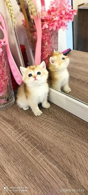 Pişiklər: Qızıl şinşilla — 4