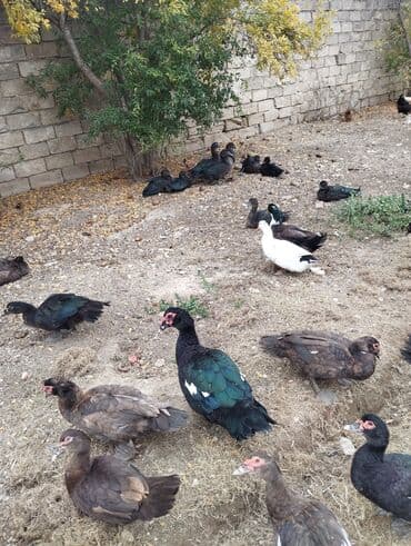 Heyvanlar üçün mallar: Amerkan zumrudu lala ordeklerin 5 Ayliq ve 4 Ayliq balalari satilir — 8