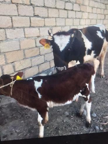 qala sortu qoyunlar: 5 lt Süd 1 balaya Süni mayalanma dişi bala 2600 — 3