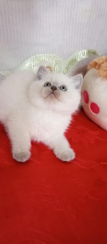 shotland pişik: Britan — 3