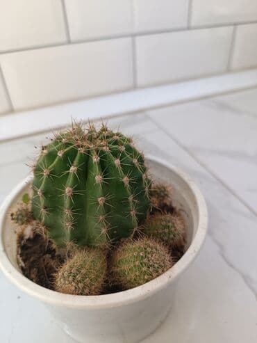 gec bosalmaq ucun bitkiler: Fərqli ölçülərdə və formalarda otaq bitkiləri. Yaşıl yarpaqları ilə — 4