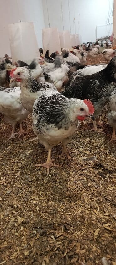 arpa toxumu satışı: Toyuq, Broyler, Ətlik — 11