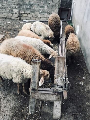 coban iti balasi satilir: Erkək, il: 1, 70 kq, Ətlik, Ünvandan götürmə — 1