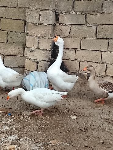 Keçilər, çəpişlər: 1ədəd ərkey qaz qiymeti 30 manat — 1