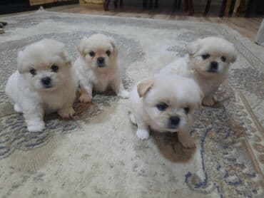 akvarium balıqları haqqında məlumat: Pekines, Peyvəndli — 6