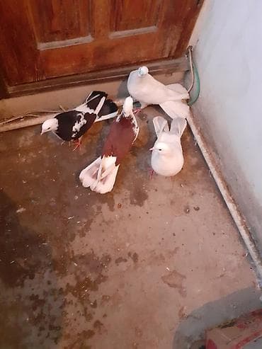 goyercinlər: Səkkiz ədəd eni qiyrudu səkkizini götürən olsa üstə üstə 20 manat — 2