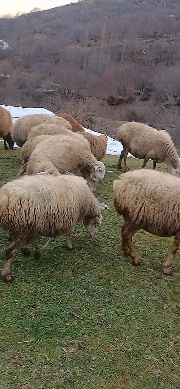 K/t heyvanları və malları: 1Qoç. 8ana qoyun(4-ü yanı balalı(1-i əkiz), 8 iri dişi quzu satılır — 4