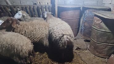 Sağlam cavan heyvanlardi kom satılır Kurdexanidadi. Ümumi 12 Heyvandi