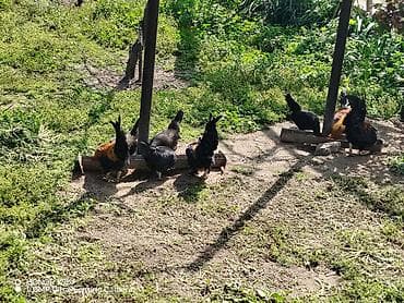 qatır: Toyuq, Damazlıq — 4