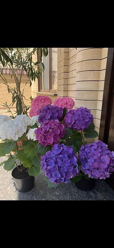 yaz gulləri: Məhsul: Saksıda hortensiya (Hydrangea) - Rənglər: mavi, bənövşəyi — 5