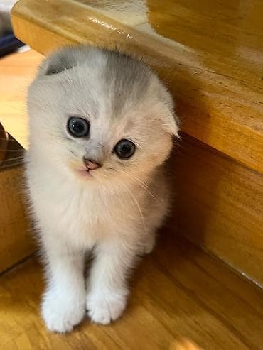 голд шиншилла: Шиншилла, Самец — 6
