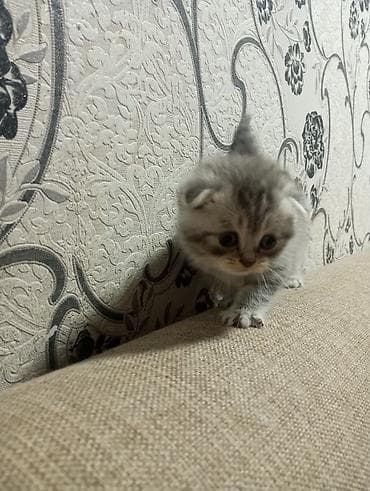 simental inekler satilir: Şotland, Erkək — 2