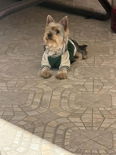 Yorkşir teryer, 8 ay, Erkek, Peyvəndli