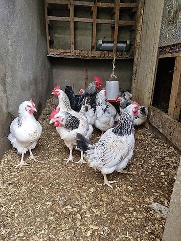 Salam yumurtuyurlar 1 xuruz 9 Faradi xoruz 20 az di hamlsl bir yerda