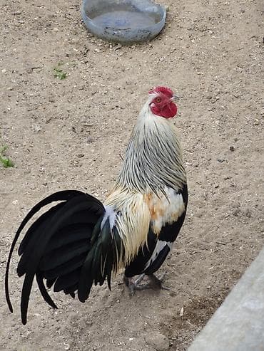 quş yuvalari: Cins xoruz – dekorativ və damazlıq üçün - Növ: dekorativ/damazlıq — 1