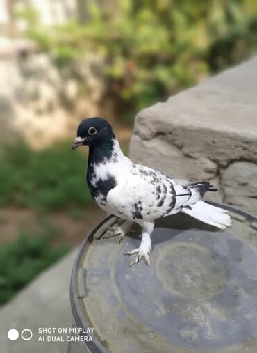 arı şəkilləri: Qara-ağ ləkəli dekorativ göyərçin - Rəng: baş və boyun hissəsi tünd — 3