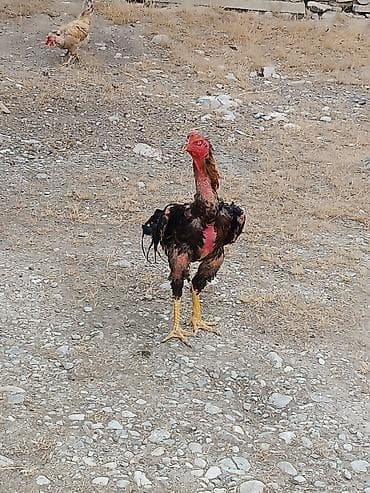 akvarium baliqlari satisi: Salam heyvan sağlamdi xais real alicilar narahat elesin vacapda — 2