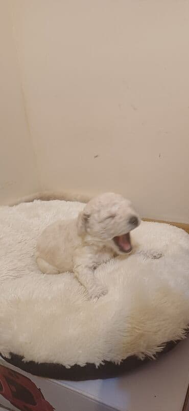 hind qusu satisi: Pudel, Dişi, Peyvəndli, Ödənişli çatdırılma — 6