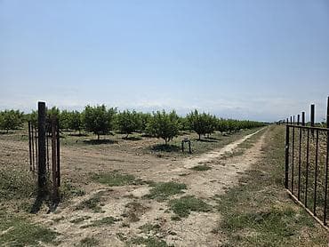 bağ qaycı: ●Xaçmaz Rayonu Ağçay kəndi ●Sənədi Çıxarış- 3,15ha ●Yassı Şaftalı — 7