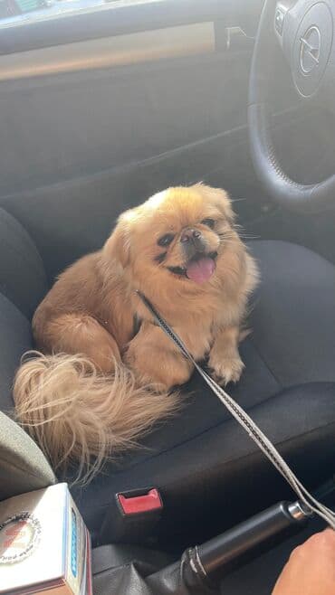 пекинес цена в баку: Пекинес — 3