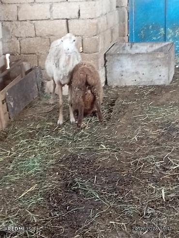 damaz: Ana bala qoyun satilir yasli qoyundu disderi agzindadi qoyun hundur — 2