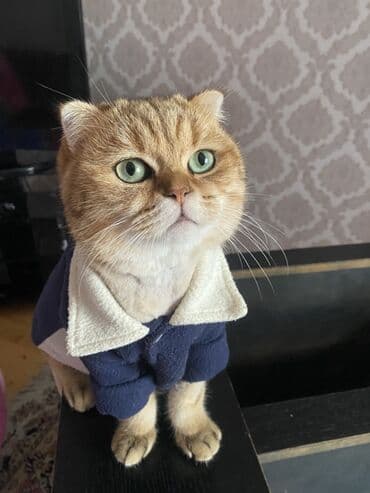 Heyvanlar üçün mallar: Qızıl şinşilla, Erkək, Cütləşmə üçün — 3