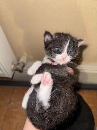 pişik tap az: Erkək, Yaxşı əllərə — 8