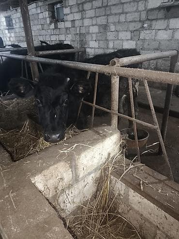 qala cinsi qoyun: Salam Yarım cins Danadı 6 aylıqdı Heç bir problemi yoxdu Sağlam — 2