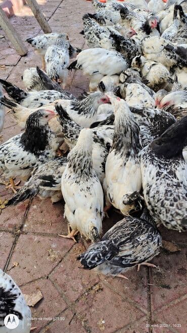 quş qaz: Toyuq cücələri, Damazlıq — 9