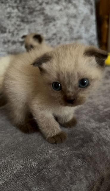 sarı pişik: Siam, Erkək, Dişi — 5