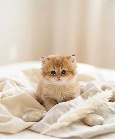 pişik evləri: 👑 Elite Golden Chinchilla balaları – ağ, qızılı və pələng naxışlı Ev — 2