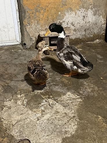 ördək növləri: Erkək, Ətlik, Ünvandan götürmə — 8
