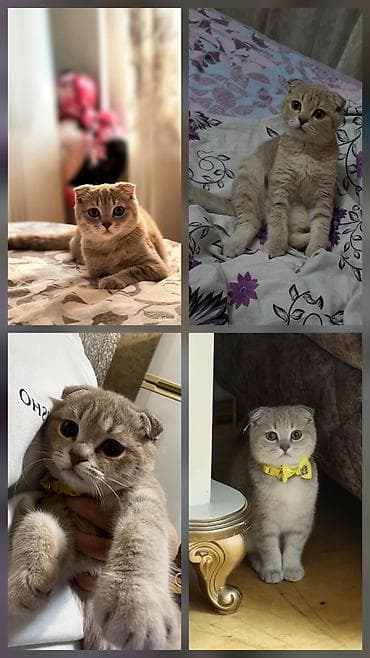 Şotland yastı qulaq, Erkək, Pulsuz çatdırılma