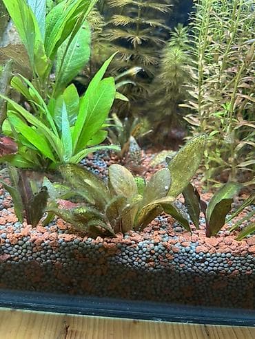 quppi balığı: Dördbucaq akvarium, Balıqlarla birlikdə, 120 l, Pulsuz çatdırılma — 4