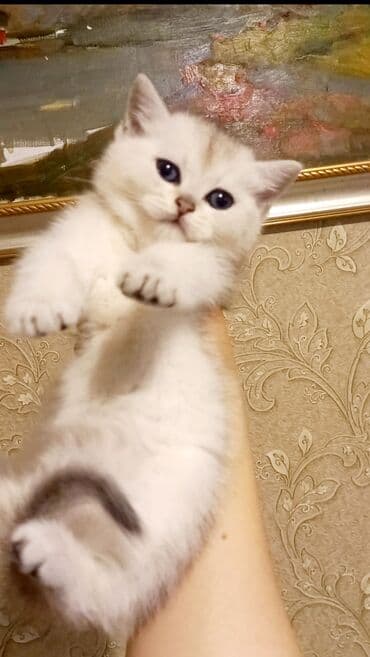 Britan, Erkək, Dişi, Yaxşı əllərə, Ünvandan götürmə