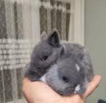 Mal-qara: Cins boyumeyen dovşan balalari. Tek ve top satilir. Çatdirma metro ve — 3