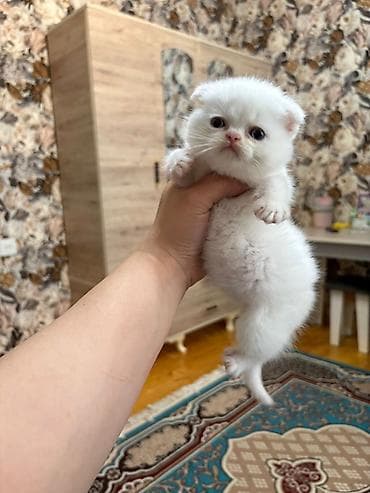 lalafo pişiklər: Ekzot, Erkək, Cütləşmə üçün — 5