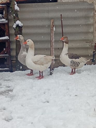 Tata: Qazlar satılır – 1erkəy 2dişi Şəkillər realdır, eyni — 5