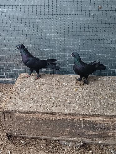 Pişiklər: Erkəyi mayadılar. erkəyi kəkilli maya ağ dimdikdi. əbrəşdən çıxıblar — 2