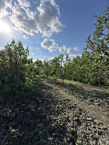 18 sot torpağ tam satılırhissə -hissədə satılır razılaşma yolu ilə lalafo.az -da 18 sot torpağ tam satılırhissə -hissədə satılır razılaşma yolu ilə