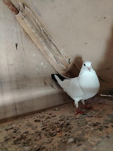 Heyvanlar üçün mallar: Salam qaraquyruq maya satilir qizgin mayadir qiymet 20manat unvan — 3