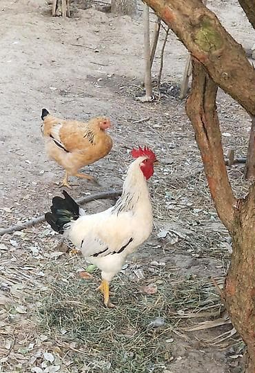 çin bildirçini: Təmiz cins xoruzlar (bir neçə rəngdə) 2 klo-dan yuxarı orta və iri — 6