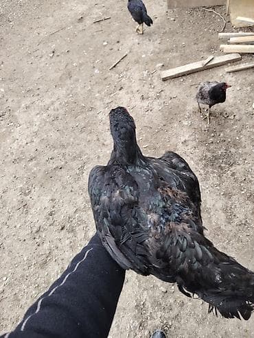 Pişiklər: Toyuq, Damazlıq — 5